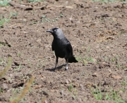 img_2753jackdaw