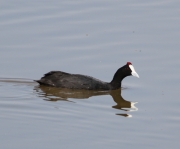 img_2762red-knobbedcoot