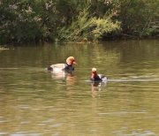 img_2771red-crestedpochard