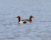img_2799pochard