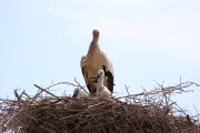 img_2842whitestorkwithchicks