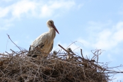 img_2845whitestorkwithchicks