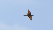 img_2851bee-eater