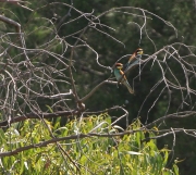 img_2865bee-eaters
