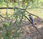 img_2879Iberian_magpie