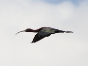 img_2979glossyibis