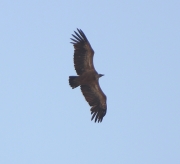 img_3031griffon-vulture