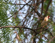 img_3108goldfinch