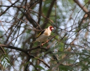 img_3109goldfinch