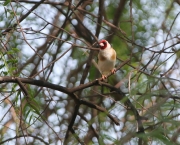 img_3110goldfinch