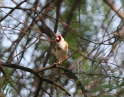 img_3111goldfinch
