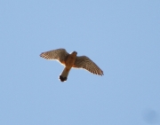 img_3152kestrel