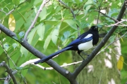 img_3232magpie
