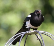 img_3328magpie