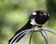 img_3332magpie