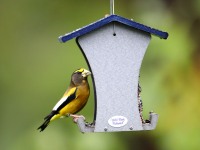 1_819A1803Evening_Grosbeak