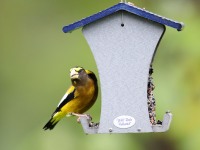 1_819A1805Evening_Grosbeak