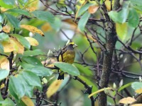 1_819A1810Evening_Grosbeak