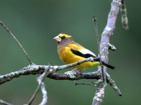 819A1823Evening_Grosbeak