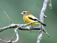 819A1834Evening_Grosbeak