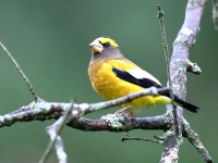 819A1839Evening_Grosbeak