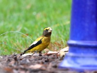 819A1856Evening_Grosbeak