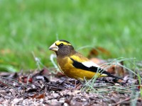 819A1863Evening_Grosbeak