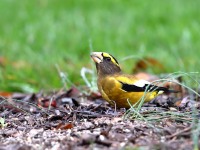 819A1873Evening_Grosbeak