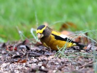 819A1874Evening_Grosbeak