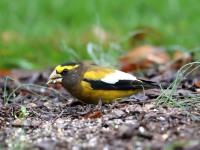 819A1887Evening_Grosbeak