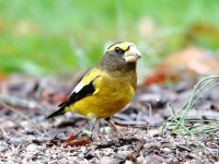 819A1893Evening_Grosbeak