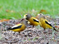 819A1906Evening_Grosbeak