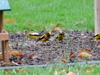 819A1915Evening_Grosbeak