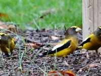 819A1917Evening_Grosbeak