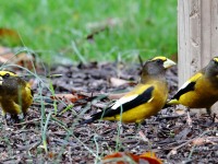 819A1917Evening_Grosbeak