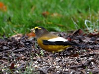 819A1921Evening_Grosbeak