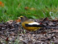 819A1921Evening_Grosbeak