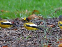 819A1933Evening_Grosbeak