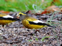 819A1940Evening_Grosbeak