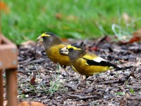 819A1951Evening_Grosbeak