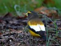 819A1955Evening_Grosbeak