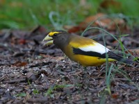 819A1964Evening_Grosbeak