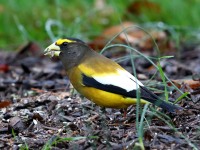 819A1966Evening_Grosbeak