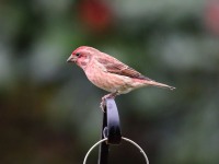 819A1983Purple_Finch