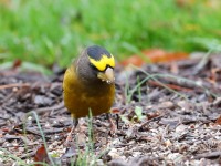 819A1990Evening_Grosbeak