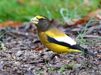 819A2004Evening_Grosbeak