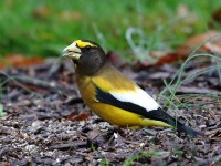 819A2008Evening_Grosbeak