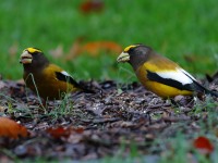 819A2015Evening_Grosbeak