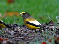 819A2021Evening_Grosbeak