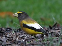 819A2022Evening_Grosbeak